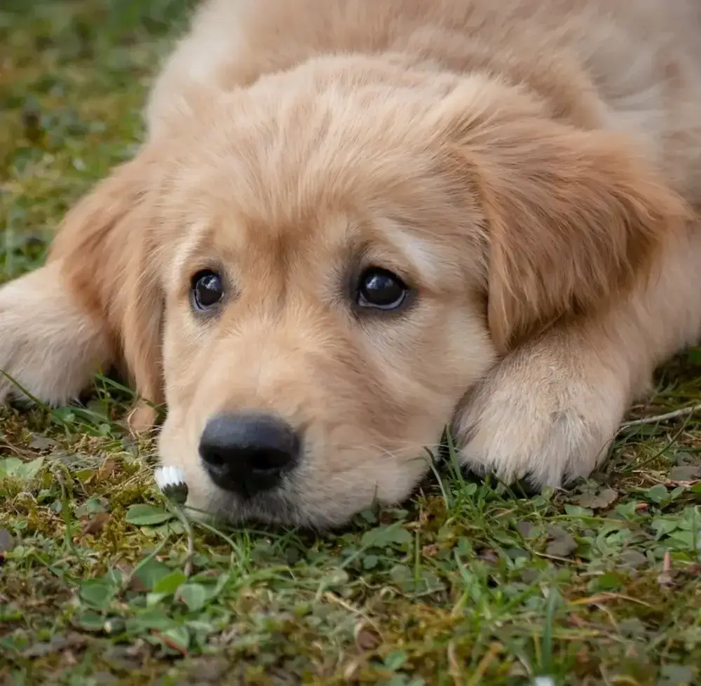 Golden Retriever: Sierść czy włosy? Obalam mity o alergii i pielęgnacji