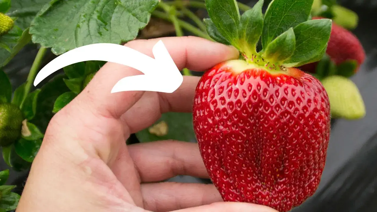 Dłoń trzyma dojrzałą truskawkę, a biała strzałka wskazuje na jej pestki. Czy truskawka to jagoda? Botanicznie nie, ale smakuje jak najsłodsza jagoda!