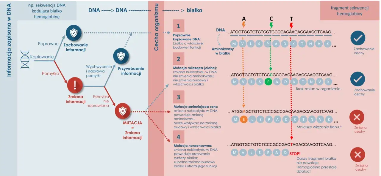 Biologia molekularna wyjaśnia, jak mutacje DNA wpływają na białka, np. hemoglobinę, prowadząc do zmian cech organizmu.