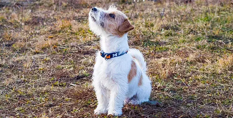 JRT: Tresura inteligentnego uparciucha? Mój sprawdzony plan!