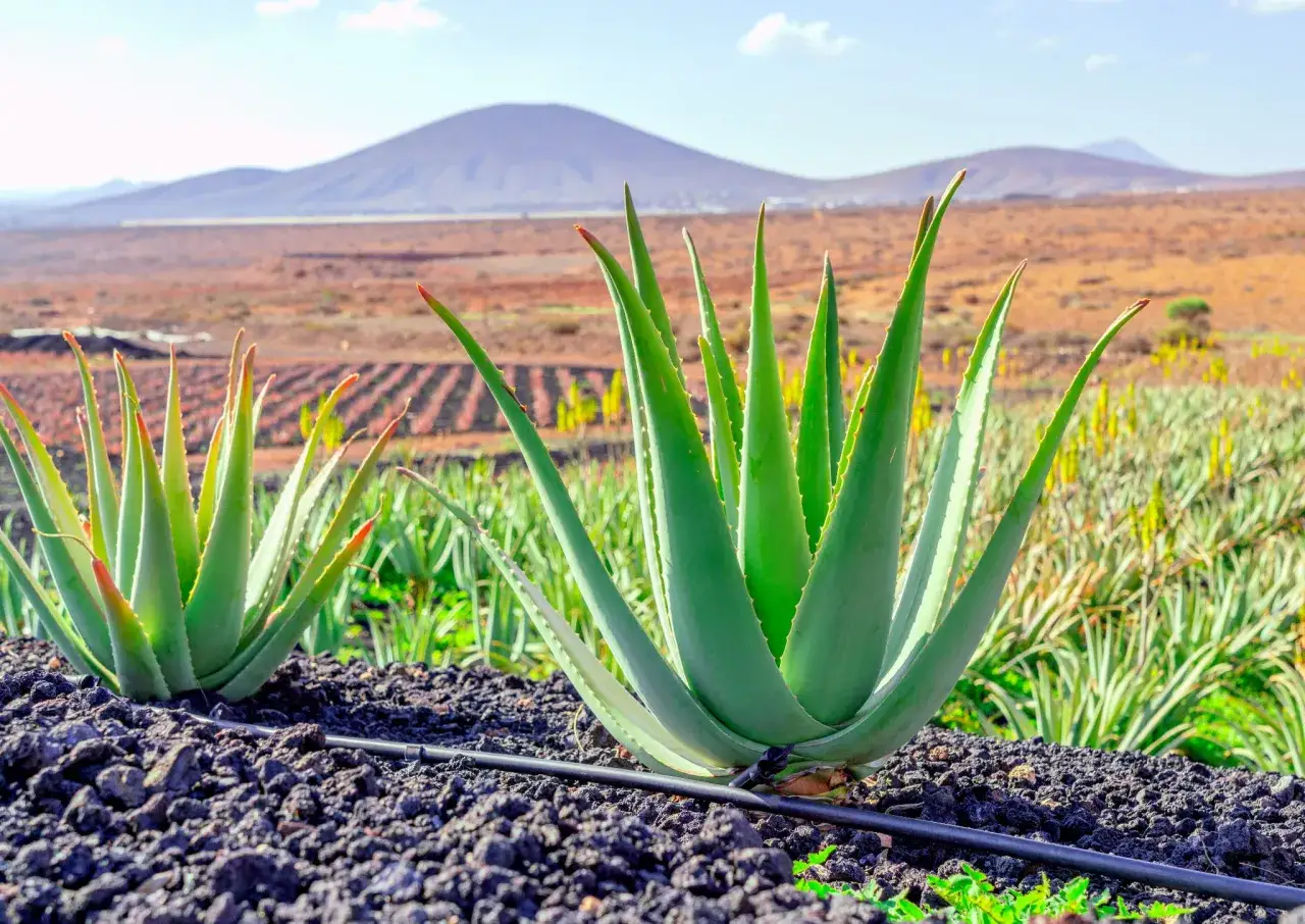 Aloes w doniczce: Gdzie kupić? Wybierz zdrowy egzemplarz!