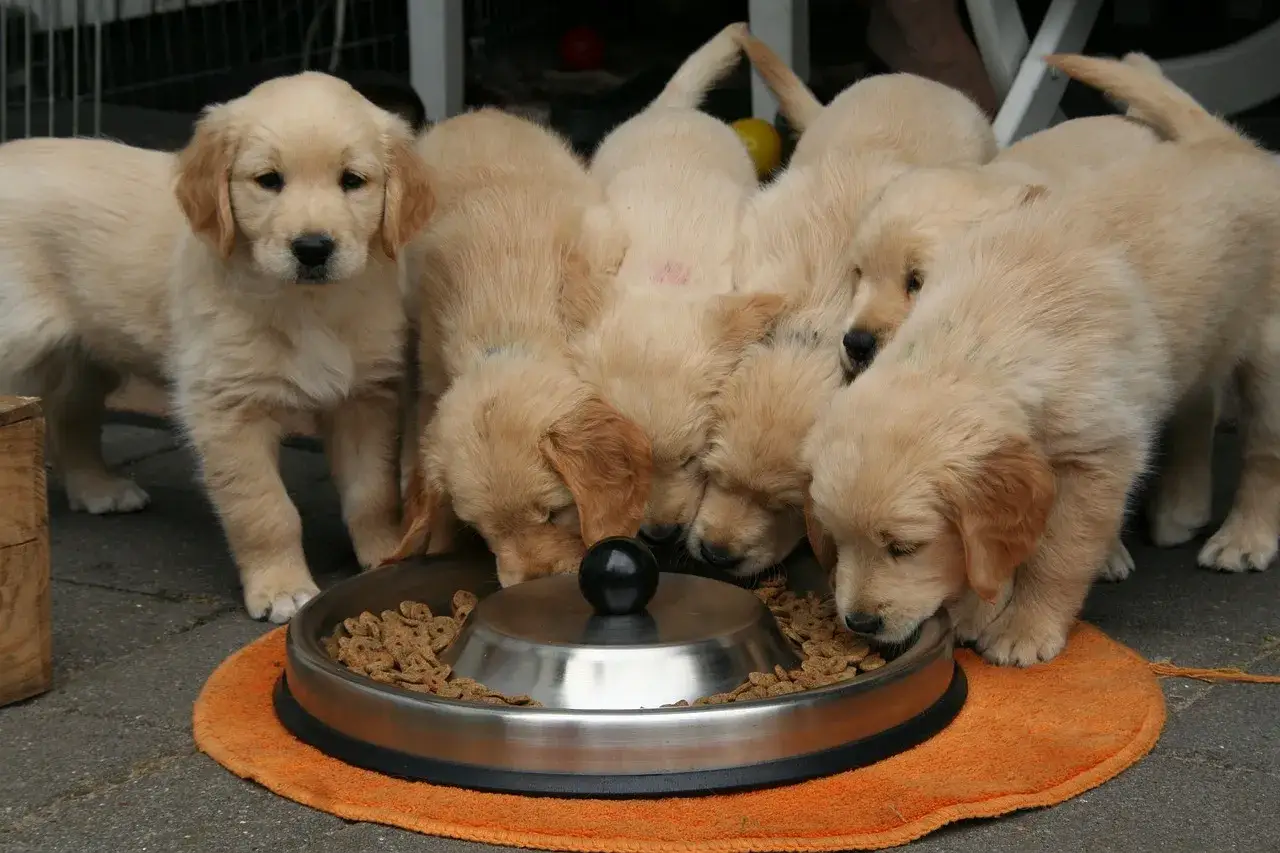 Szczenięta golden retriever jedzące z miski.