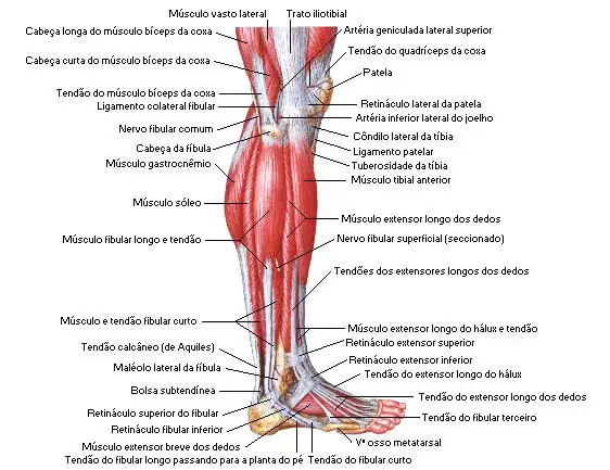 Todo sobre los músculos de la pierna: funciones y anatomía detallada