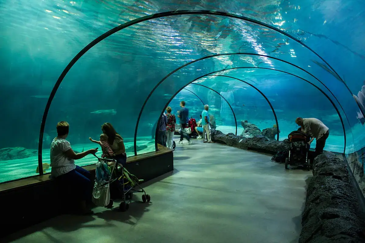 Oceanarium w Holandii: Niezapomniane atrakcje w Rotterdamie i Scheveningen