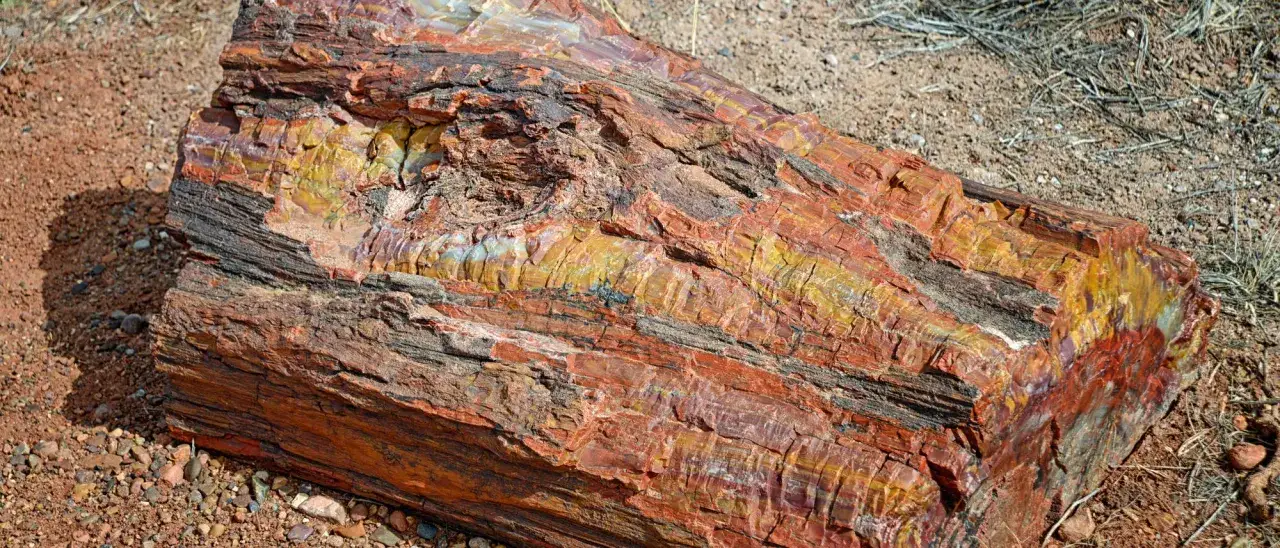Ein farbenprächtiges Stück versteinertes Holz liegt auf sandigem Boden. Die Maserung zeigt Rot-, Gelb- und Schwarztöne.