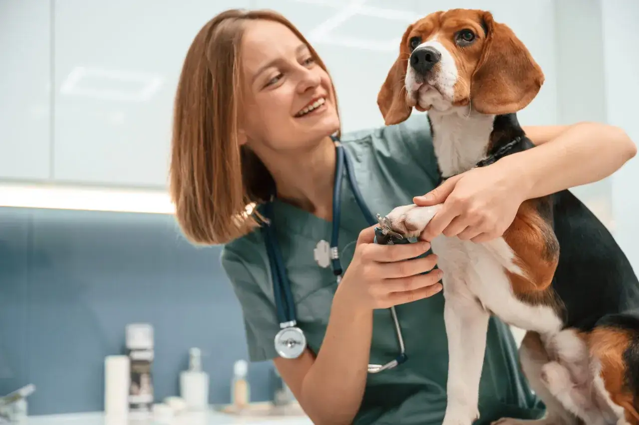 Uśmiechnięta pomocniczka weterynarza przycina pazury psu rasy beagle.