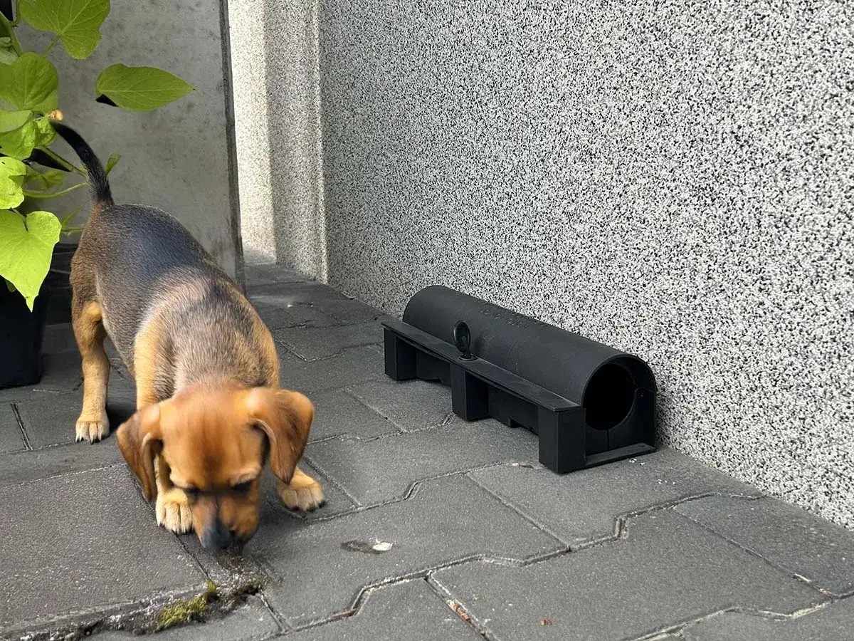 Mały piesek wącha ziemię obok pułapki na gryzonie. Czy pies przeżyje po trutce na szczury?