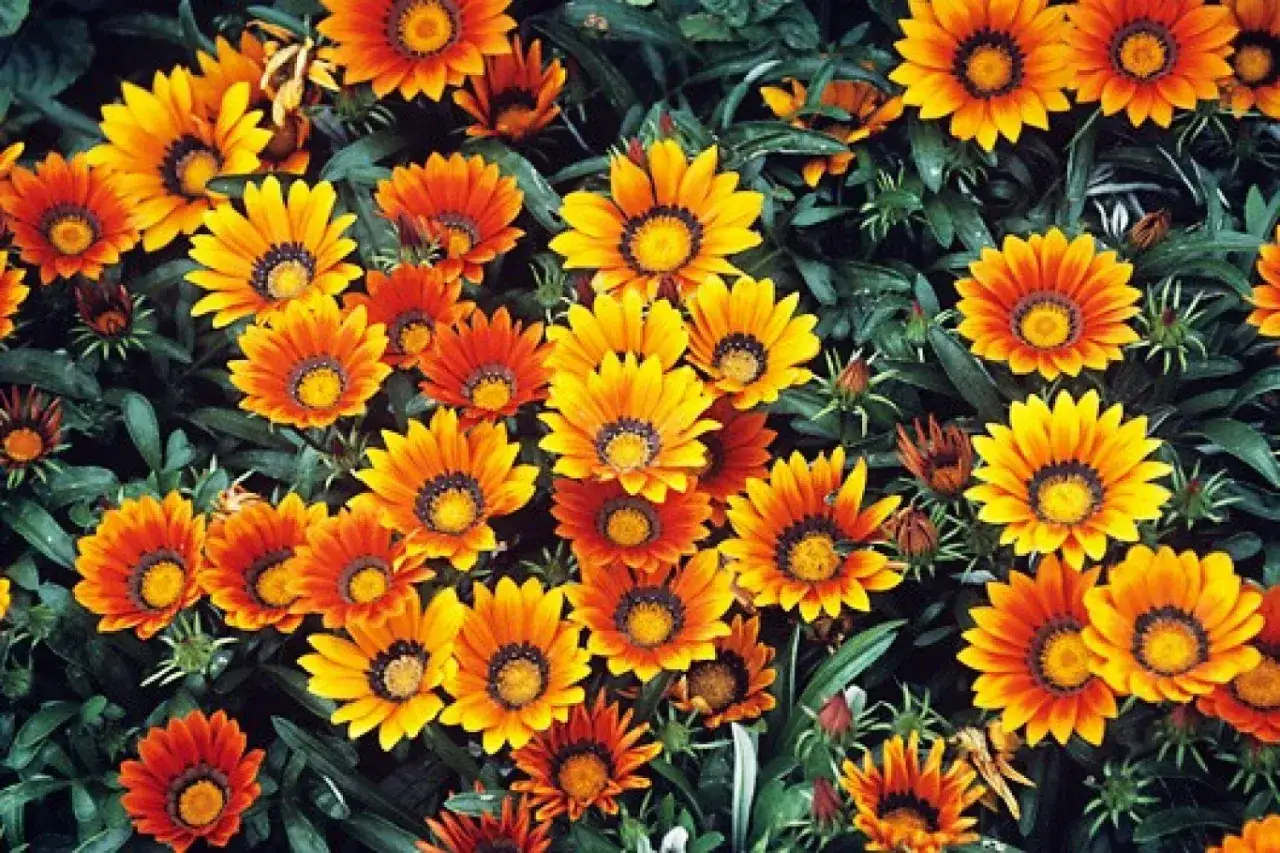 Wiele kwiatów gazania błyszcząca w odcieniach pomarańczu i żółci, z ciemnymi środkami, tworzy barwny kobierzec.