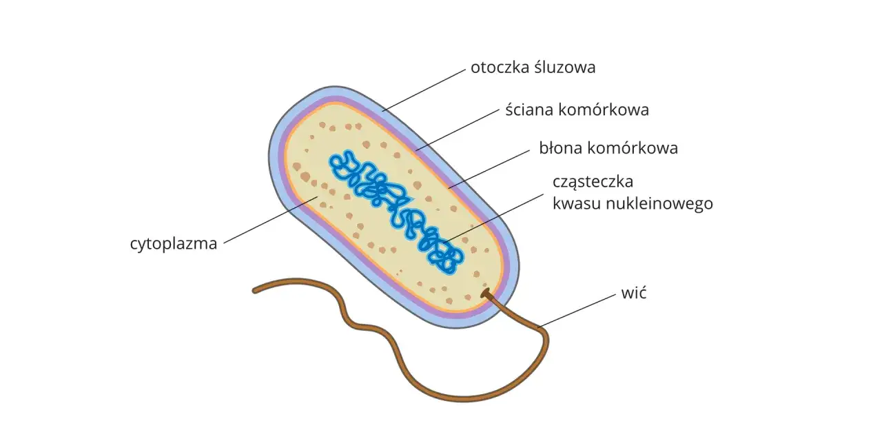 Schemat bakterii z widocznym DNA, cytoplazmą i wicią. Komórka jest podstawową jednostką materii ożywionej, ponieważ zawiera wszystkie niezbędne składniki do życia.