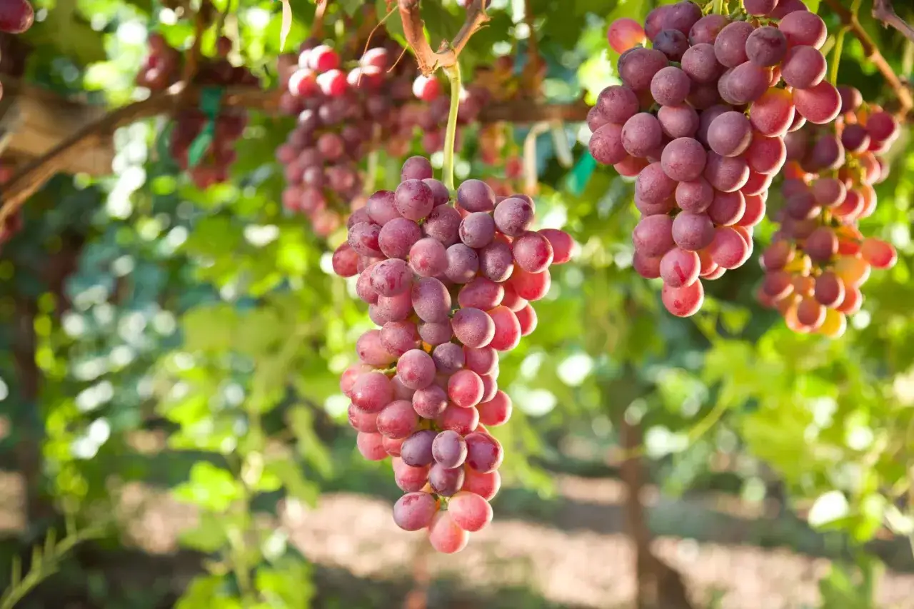 Przycinanie winogron: Kiedy, jak i po co? Poradnik krok po kroku.