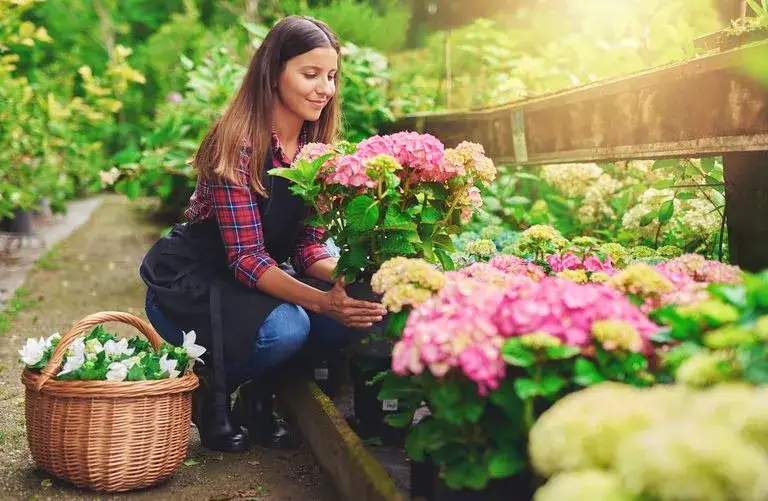Kiedy sezon na hortensje? Odkryj najlepszy czas na sadzenie