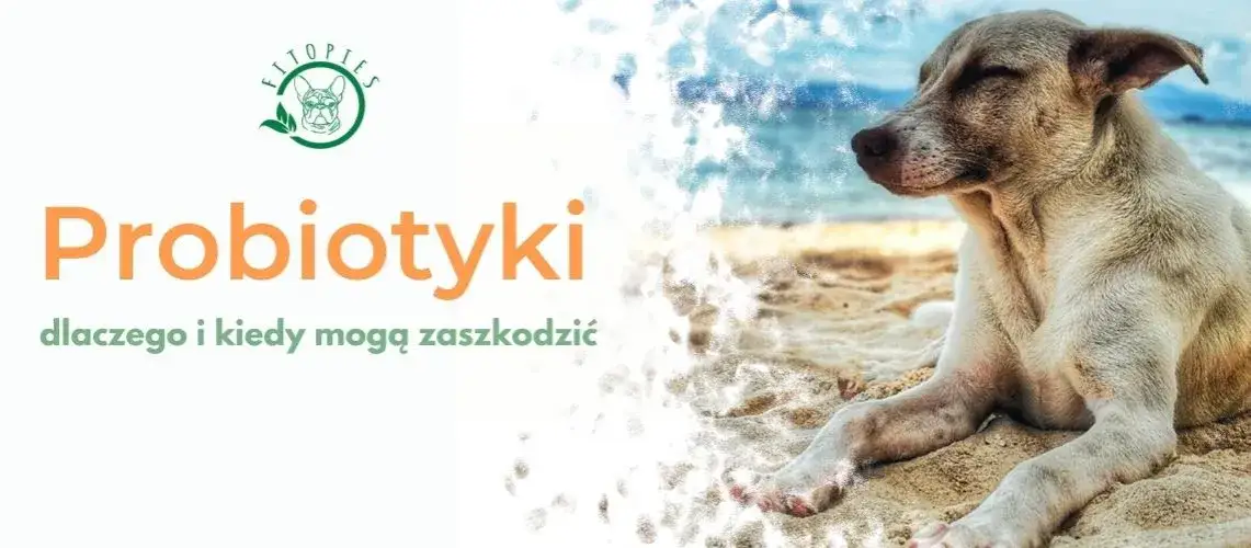 Czy można podać psu probiotyk dla ludzi? Sprawdź, co może zaszkodzić