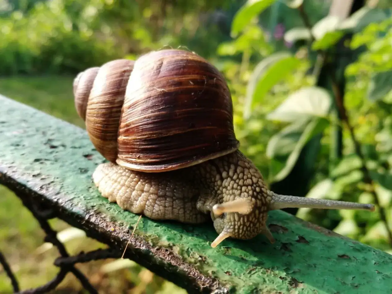 Ślimak winniczek na zielonej powierzchni, przygotowuje się do rozmnażania.