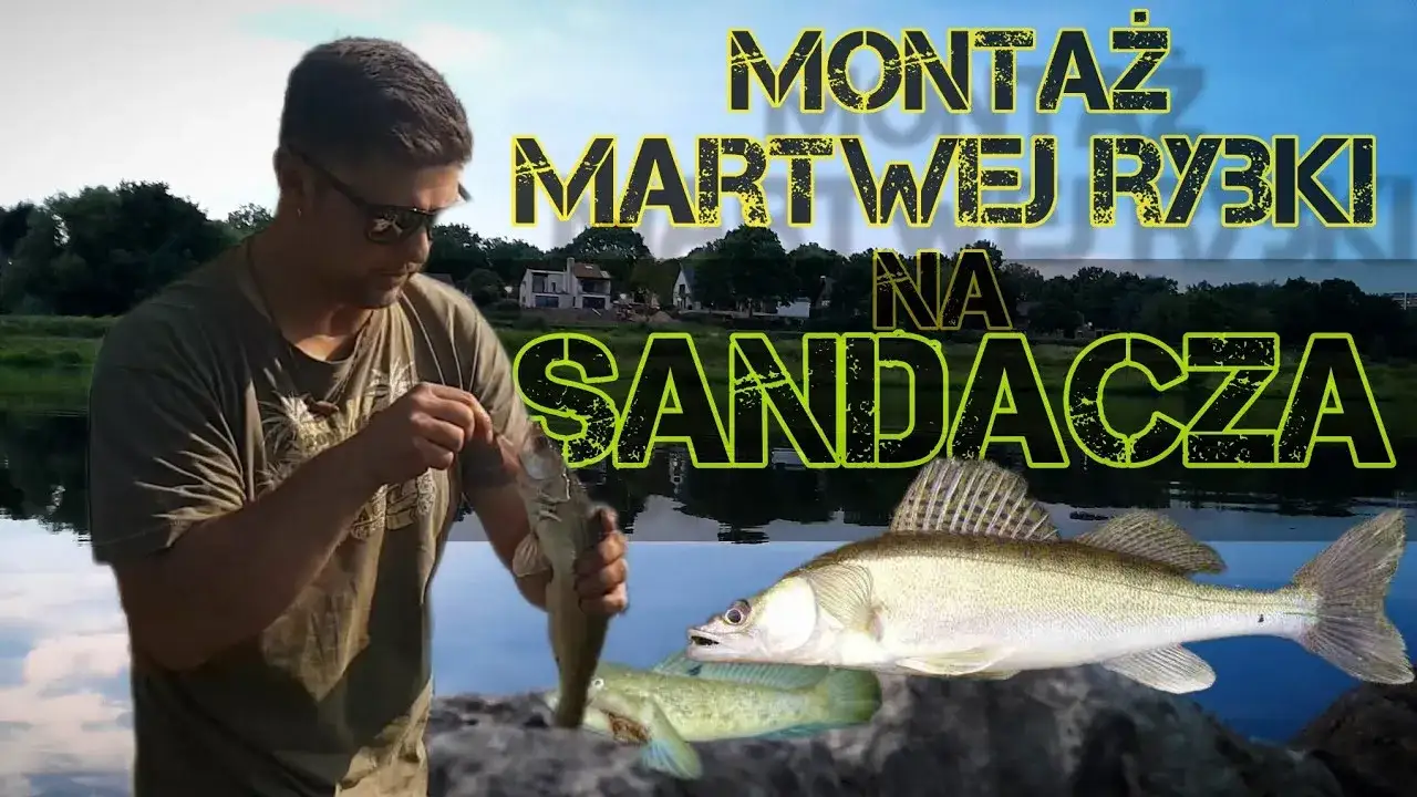 Jak uzbroić martwą rybkę na sandacza, by zwiększyć swoje szanse na sukces