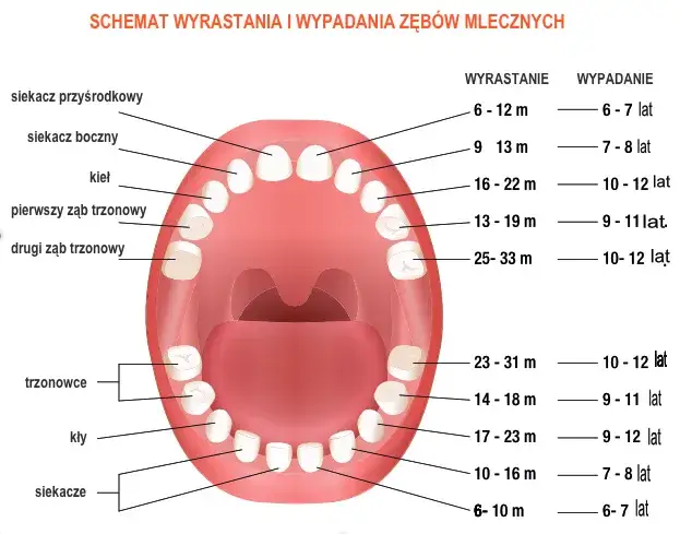 Które zęby rosną pierwsze u dziecka? Kolejność i objawy ząbkowania