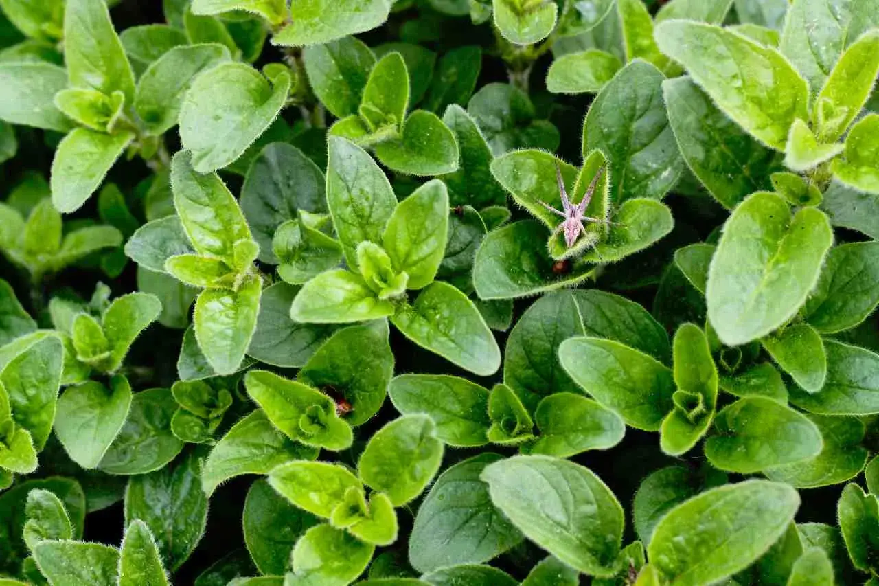 Oregano kiedy zbierać – poznaj najlepszy czas na zbiór aromatycznych liści