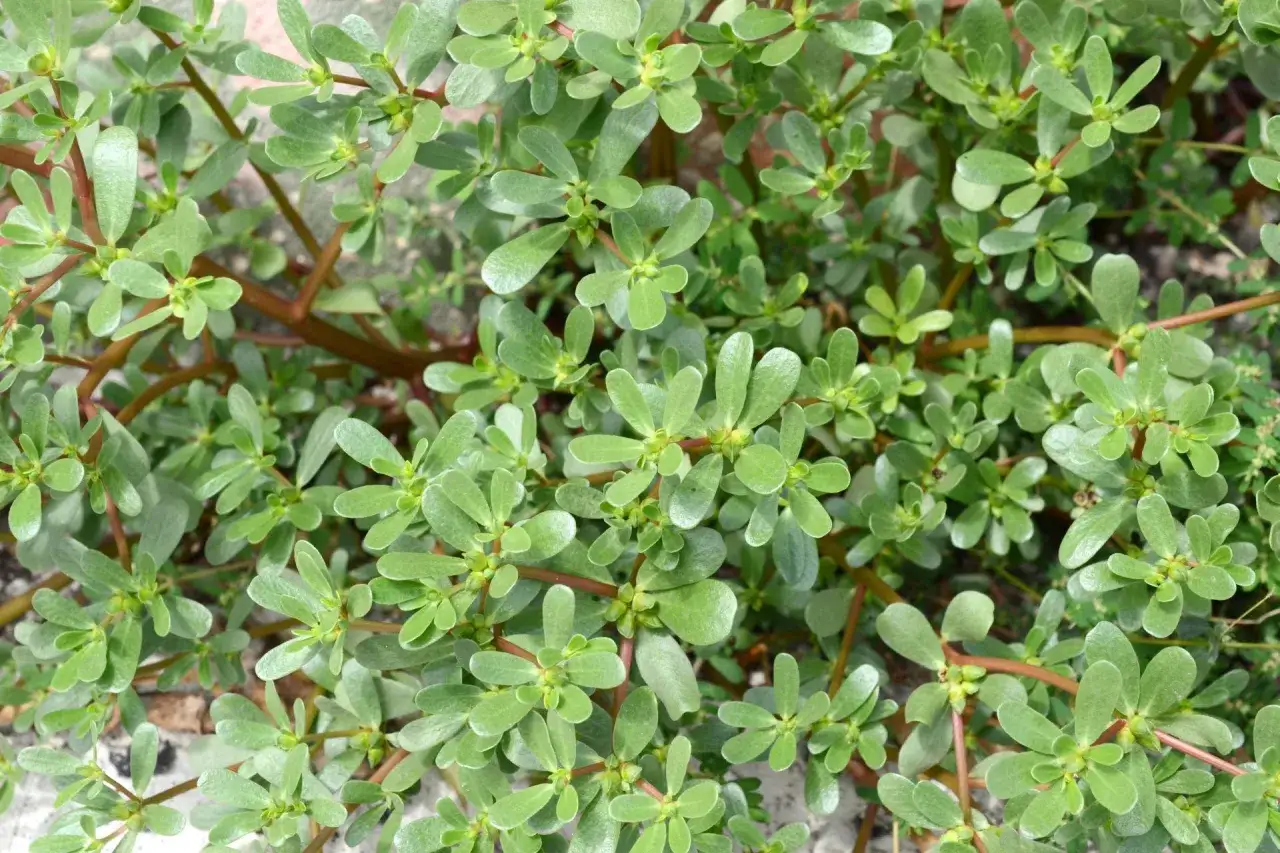 Gęsty dywan zielonych liści i czerwonych łodyg Portulaca oleracea L. tworzy naturalny, płożący się wzór.