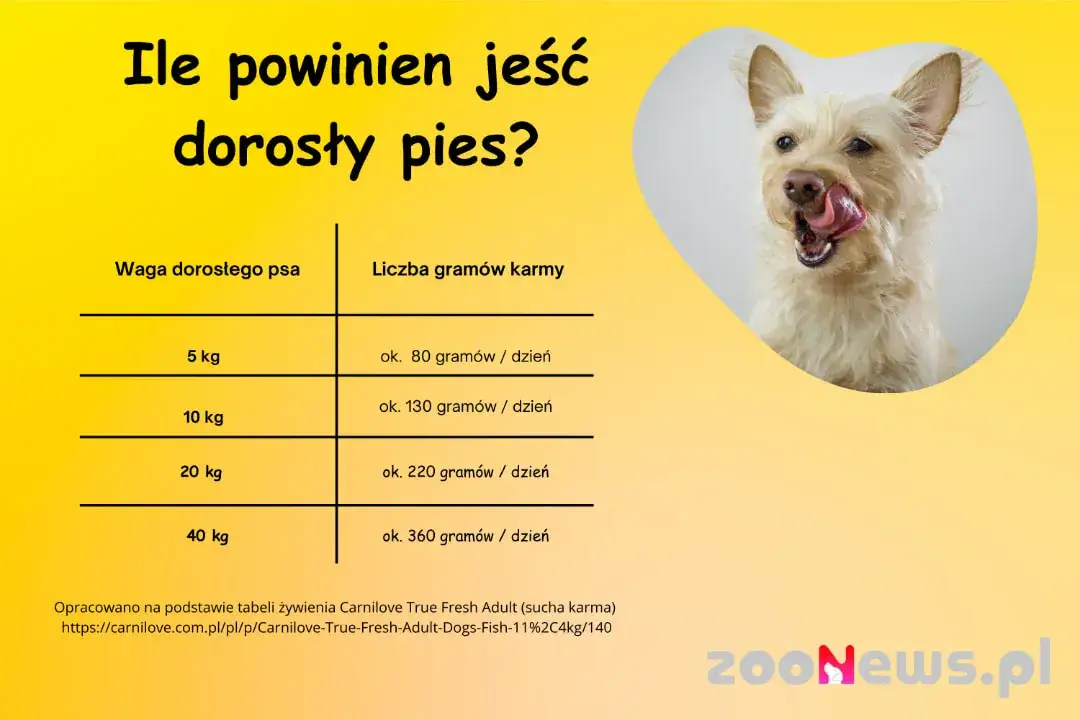 Ile gram karmy dla szczeniaka? Precyzyjne dawkowanie i porady eksperta