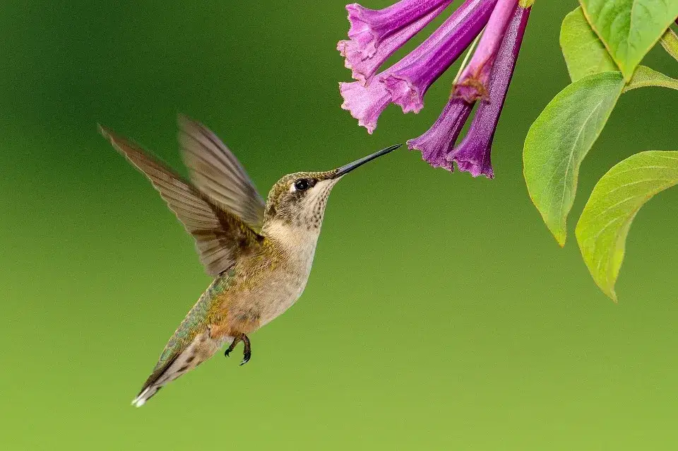 Czym żywią się kolibry? Zaskakujące fakty o ich diecie