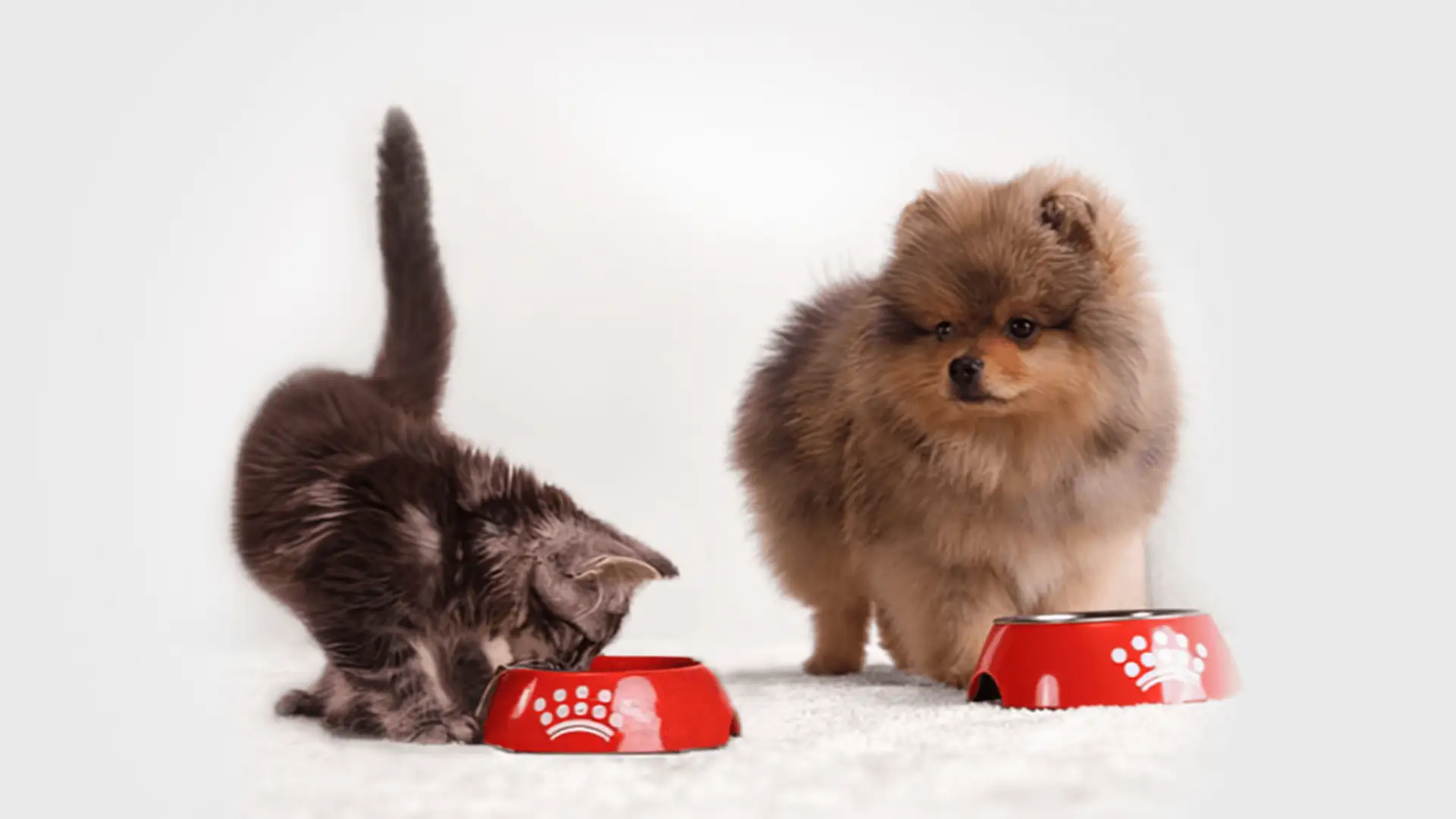 Kocię je z czerwonej miski, obok stoi szczeniak Pomeranian.