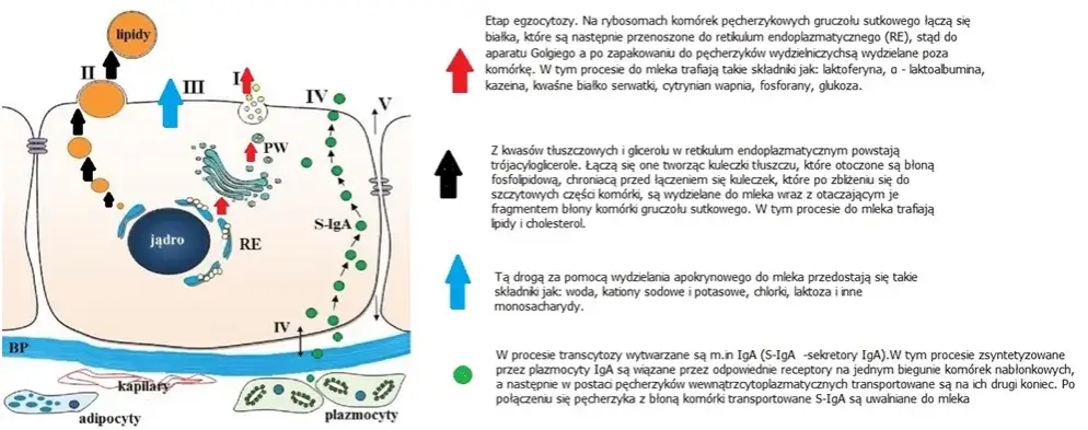 Kiedy pojawia się mleko w piersiach? Zaskakujące fakty o laktacji