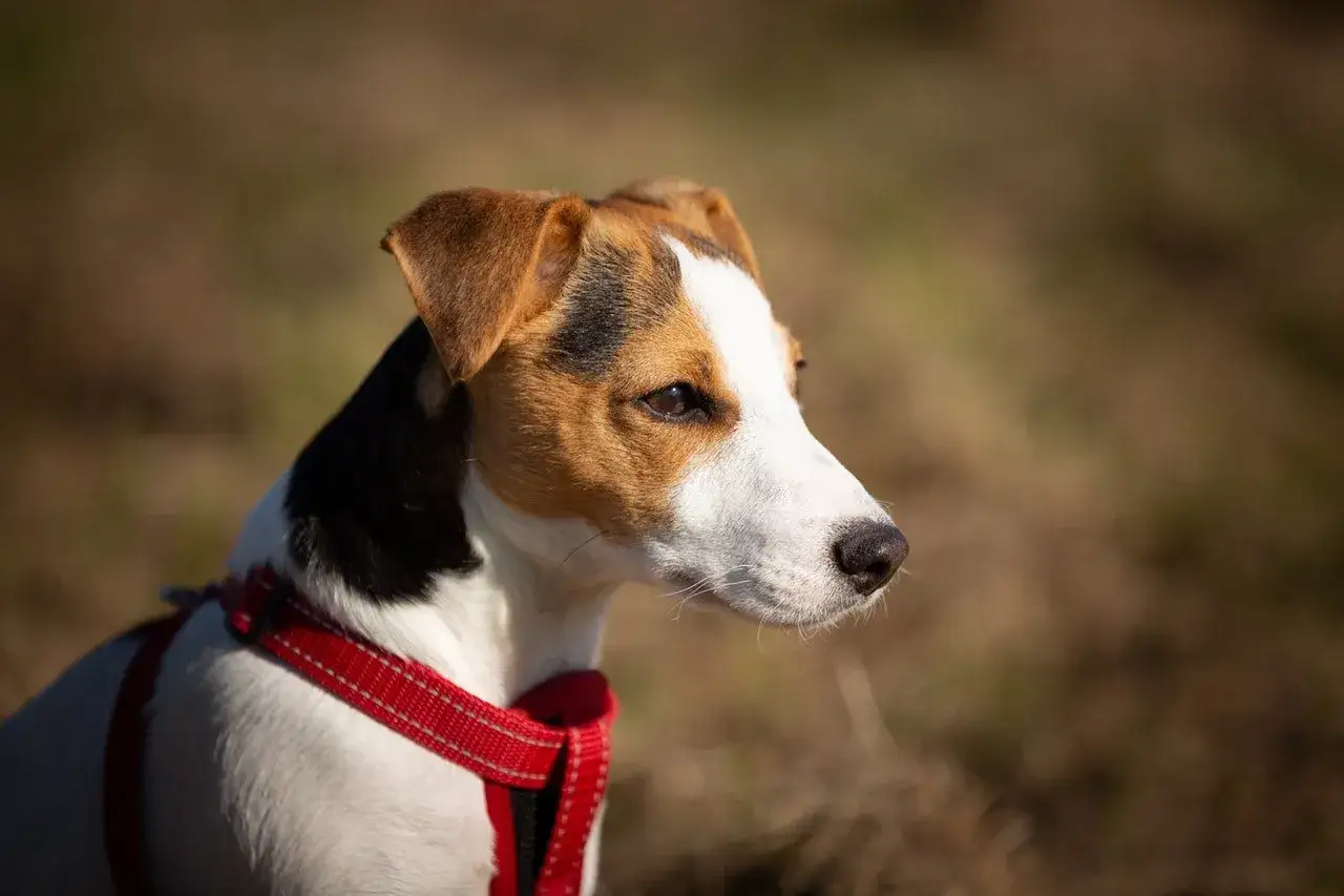 Jack Russell Terrier o żywym usposobieniu, z uwagą obserwuje otoczenie.
