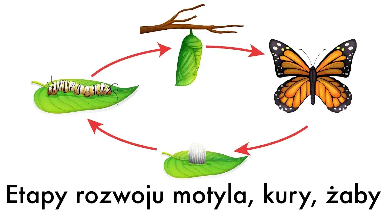 Rozmnażanie motyli: Jak wygląda cudowna metamorfoza?