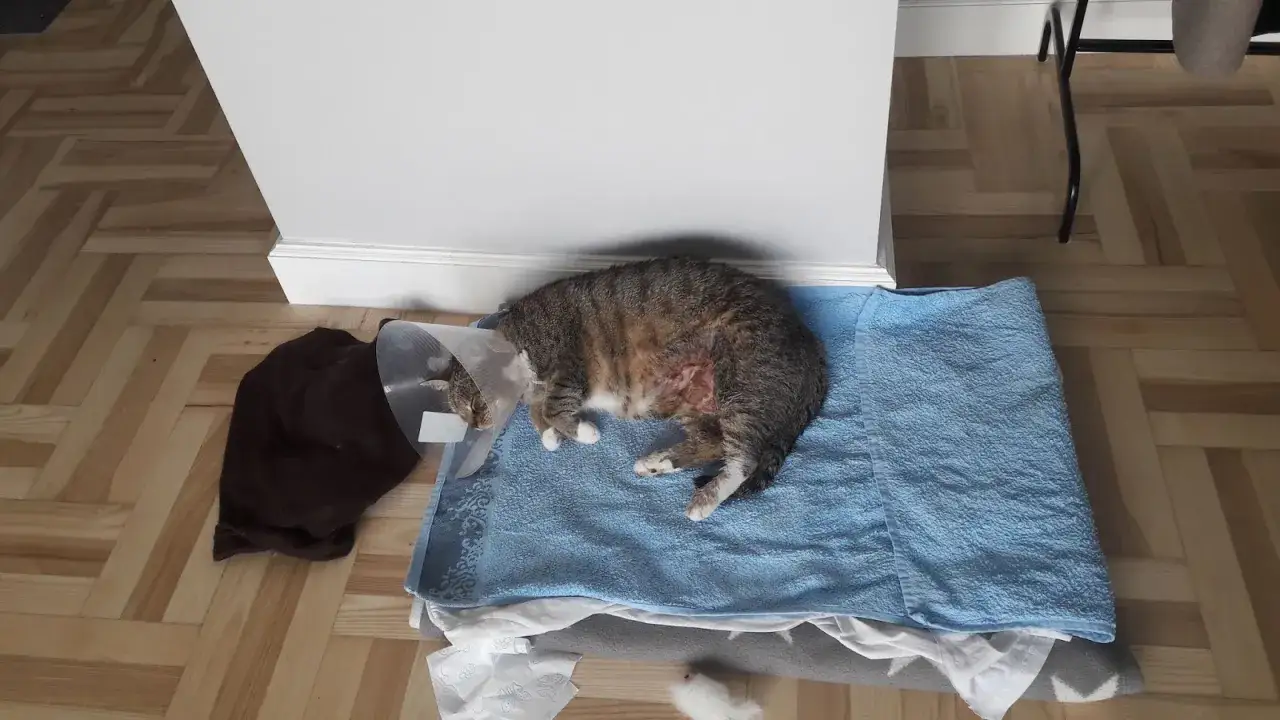 Kot w kołnierzu ochronnym leży na niebieskim ręczniku, z widocznymi zmianami skórnymi na boku.