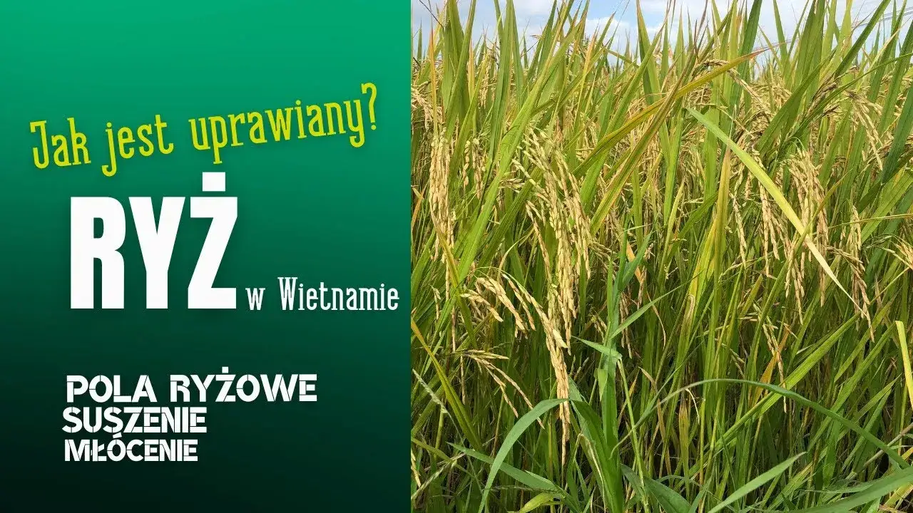 Jak uprawia się ryż: Kluczowe techniki i warunki do sukcesu