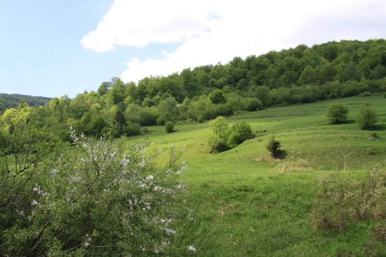 Zielone wzgórza i lasy, idealne na działki rolne. Ceny mogą być atrakcyjne.