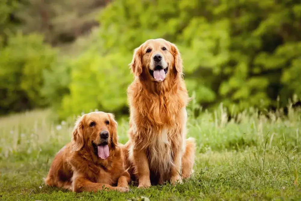 Golden retriever: sierść, nie włosy! Co to znaczy dla właściciela?