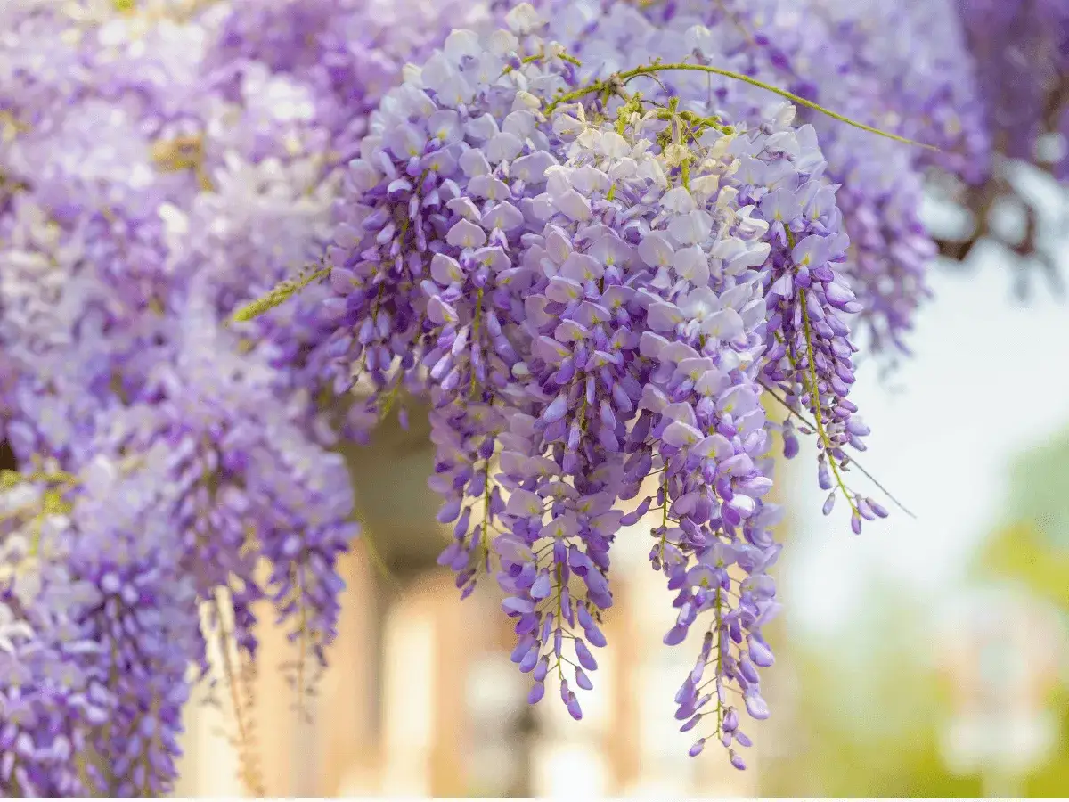 Jak przycinać wisterię? Burza kwiatów gwarantowana!