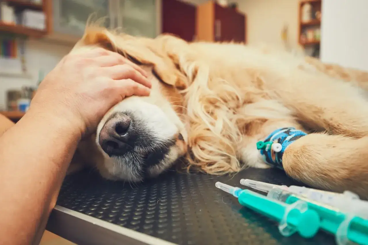 Pies rasy golden retriever leżący na stole weterynaryjnym, z ręką głaszczącą go po głowie. Widoczne wenflon i strzykawki.