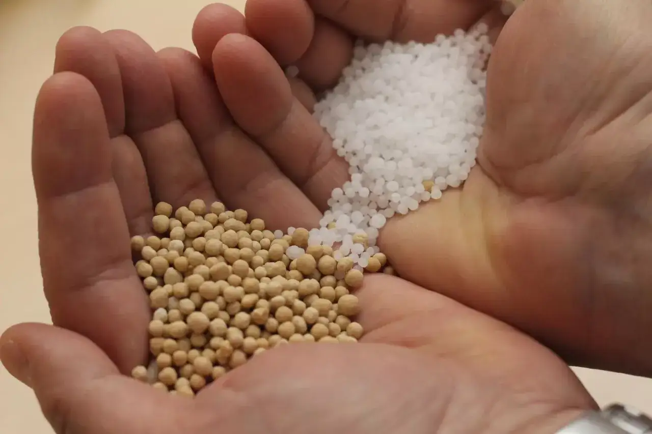 Dłonie trzymają dwie rodzaje nawozów: beżowe granulki i białe, drobne kuleczki. To może być saletrzak, niezbędny dla zdrowego wzrostu roślin.