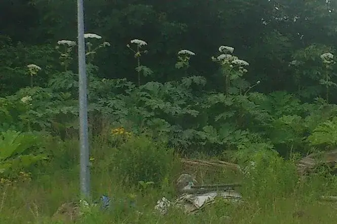 Chwast podobny do kopru: Jak go rozpoznać i uniknąć zagrożeń