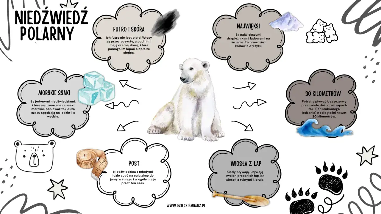 Niedźwiedzie polarne żyją na Arktyce. Ilustracja przedstawia niedźwiedzia polarnego i informacje o jego futrze, wielkości, pływaniu, pożywieniu i zimowaniu.