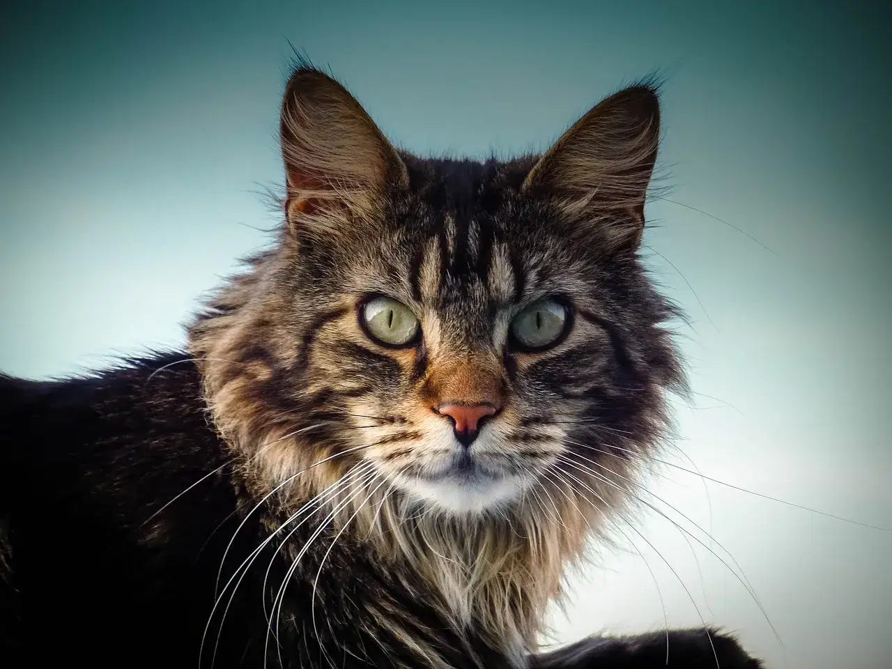 Maine Coon czy uczula? Prawda o alergiach i kotach tej rasy