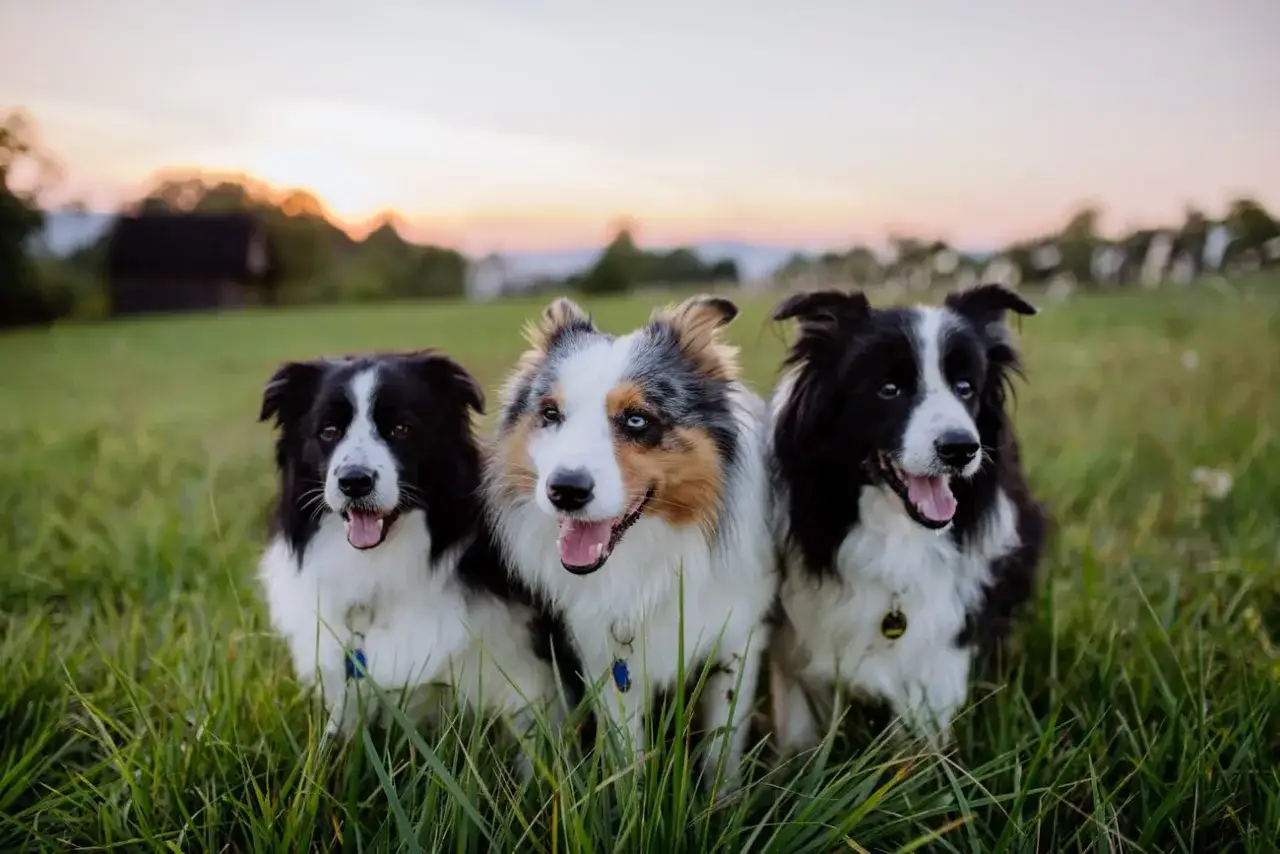 Trzy border collie z pięknym umaszczeniem siedzą w trawie o zachodzie słońca.