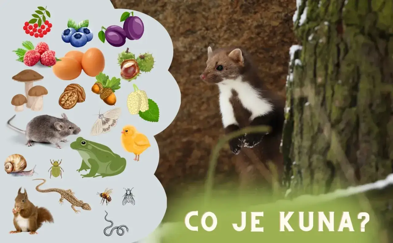 Kuna je wszystkożerna! Zobacz, co jedzą kuny: owoce, jajka, myszy, żaby, owady, a nawet pisklęta.