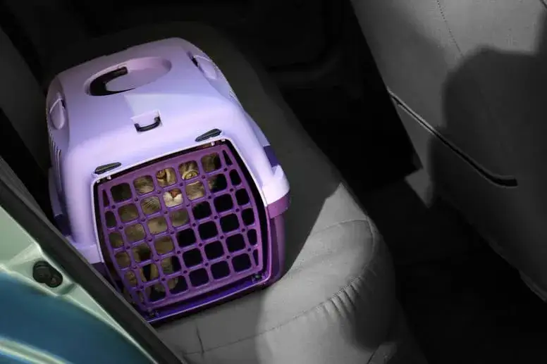 Najlepsze transportery dla kota ragdoll: komfort i bezpieczeństwo w podróży