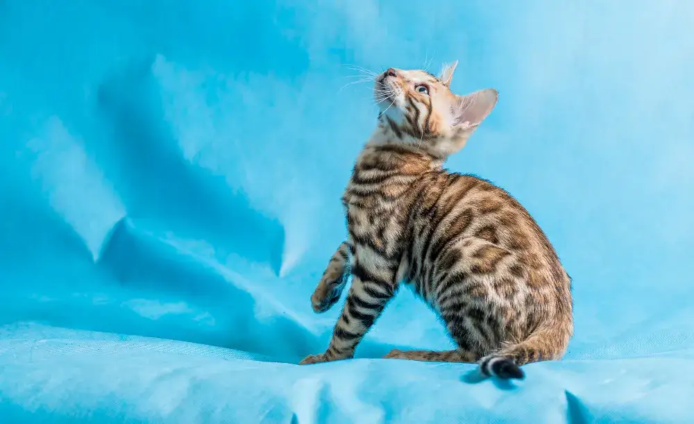 Czy Devon Rex uczula? Dowiedz się, jak uniknąć alergii na kota