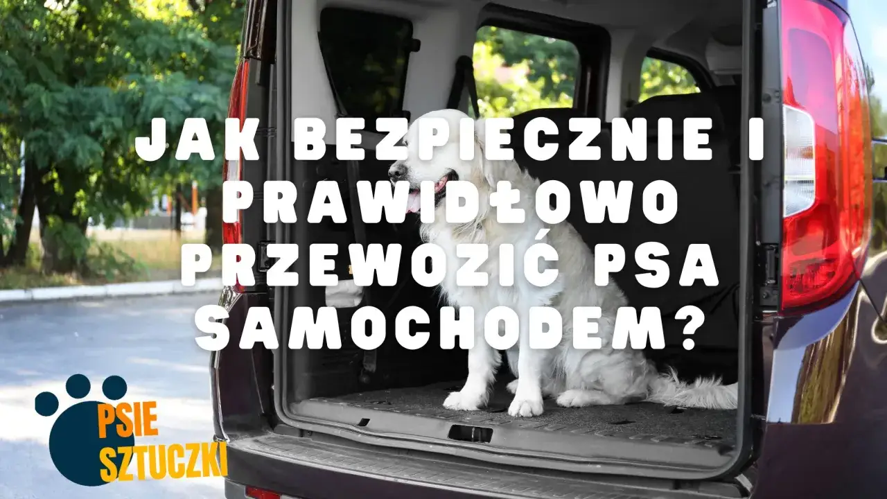 Jak bezpiecznie i prawidłowo przewozić psa w samochodzie? Złoty retriever czeka na podróż.