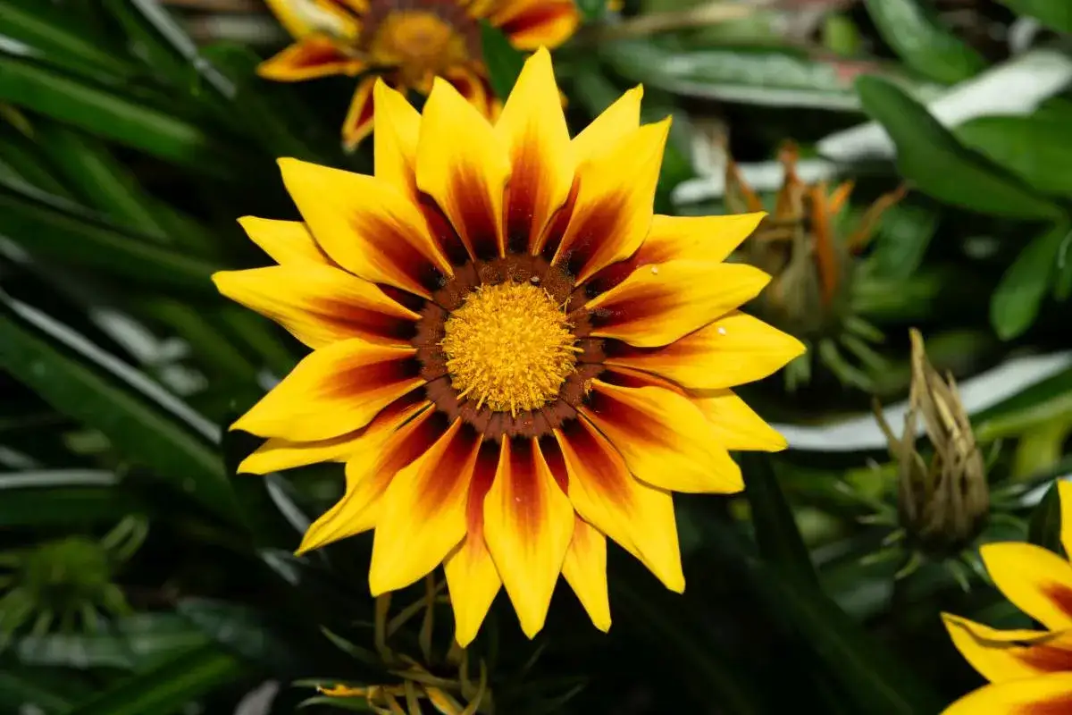 Jasnożółta gazania wieloletnia z ciemnoczerwonymi pasami na płatkach, otoczona zielonymi liśćmi.