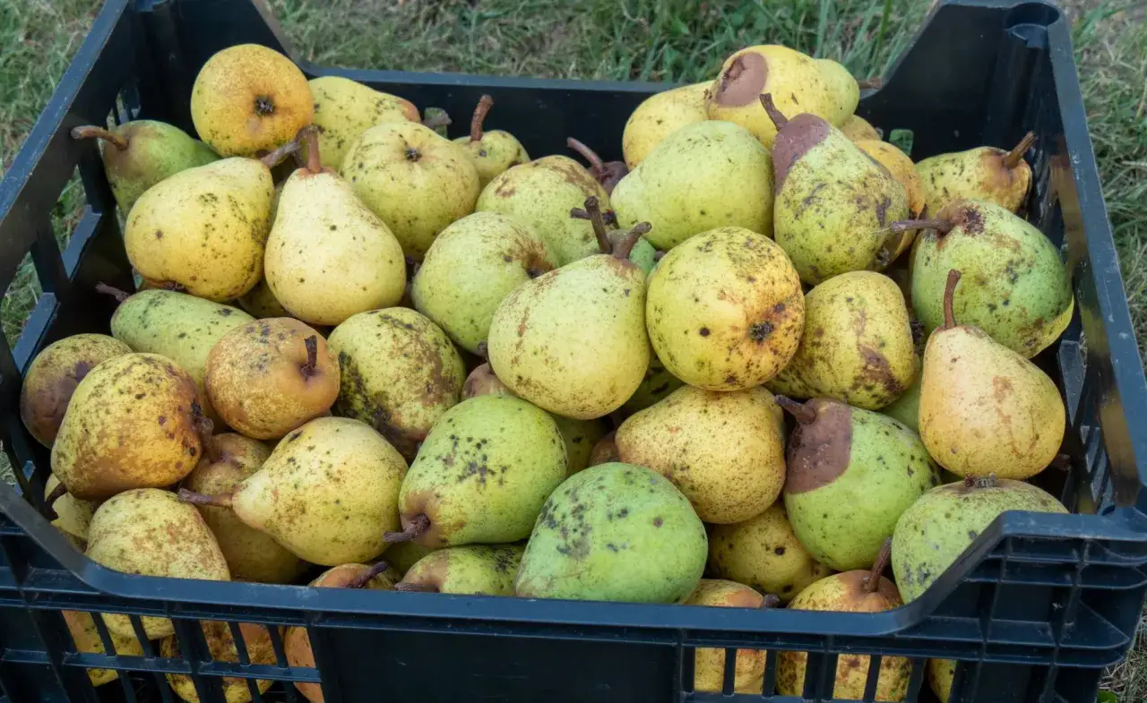 Schwarze Kiste voller reifer Birnen, bereit zum Lagern. Die Früchte sind gelb-grün mit braunen Sprenkeln.