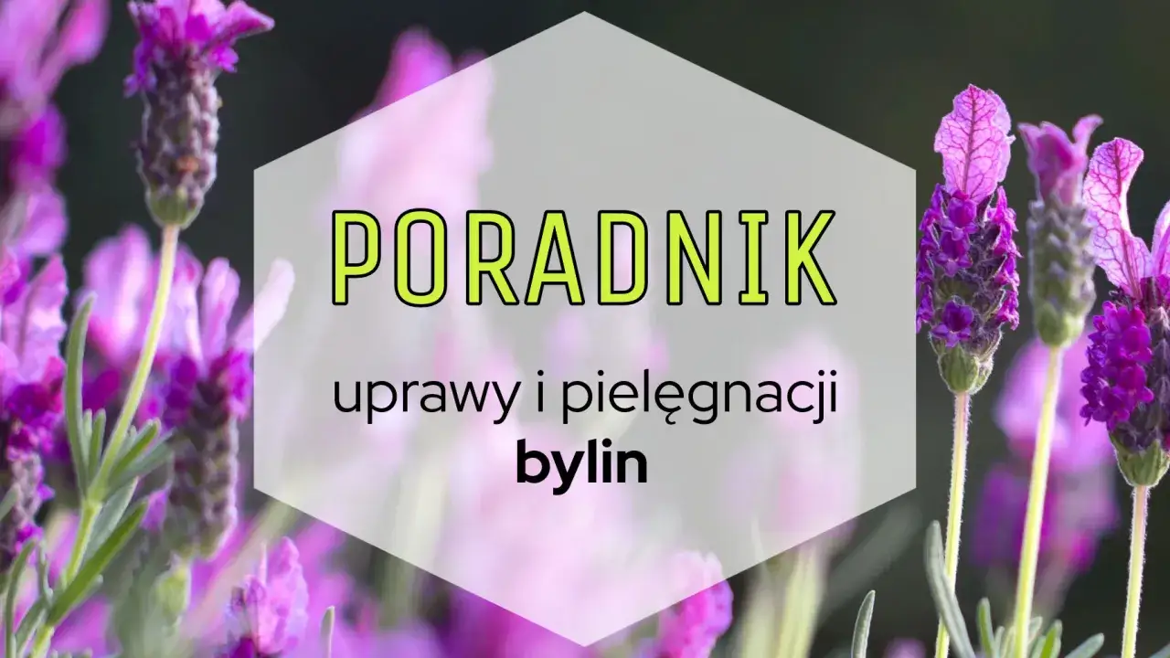 Poradnik uprawy i pielęgnacji bylin. Fioletowe kwiaty lawendy na tle zieleni.