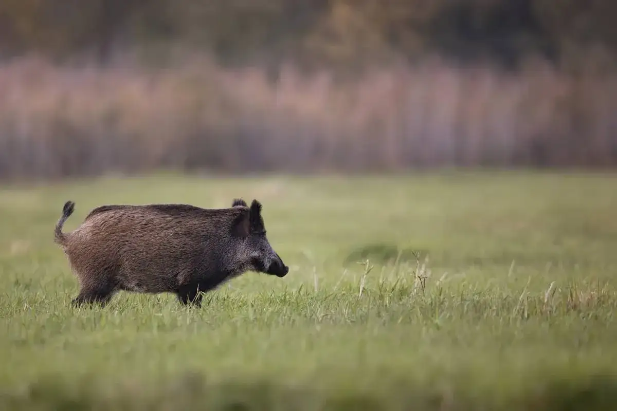 Jak szybko biega dzik? Zaskakujące fakty o prędkości dzików