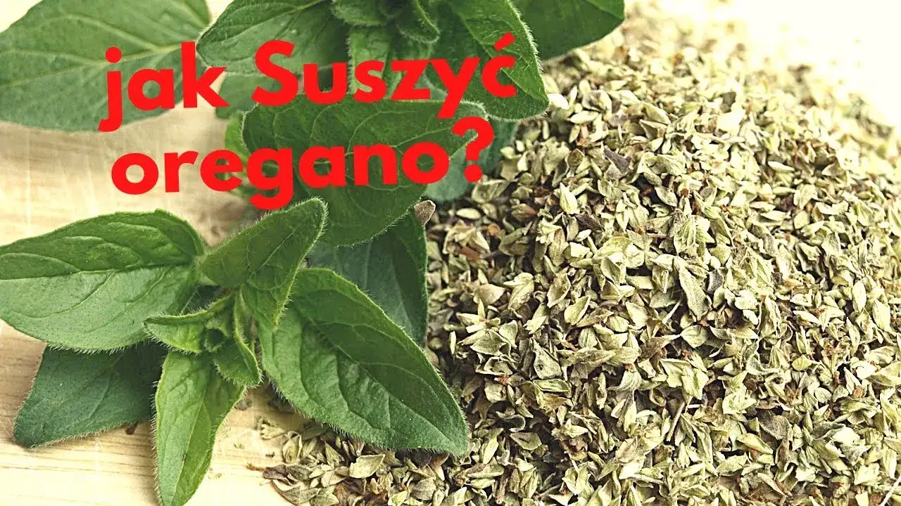 Jak suszyć oregano w domu - proste metody na zachowanie smaku