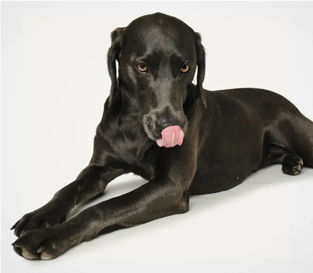 Wann ist mein Hund ausgewachsen? Wichtige Anzeichen und Tipps