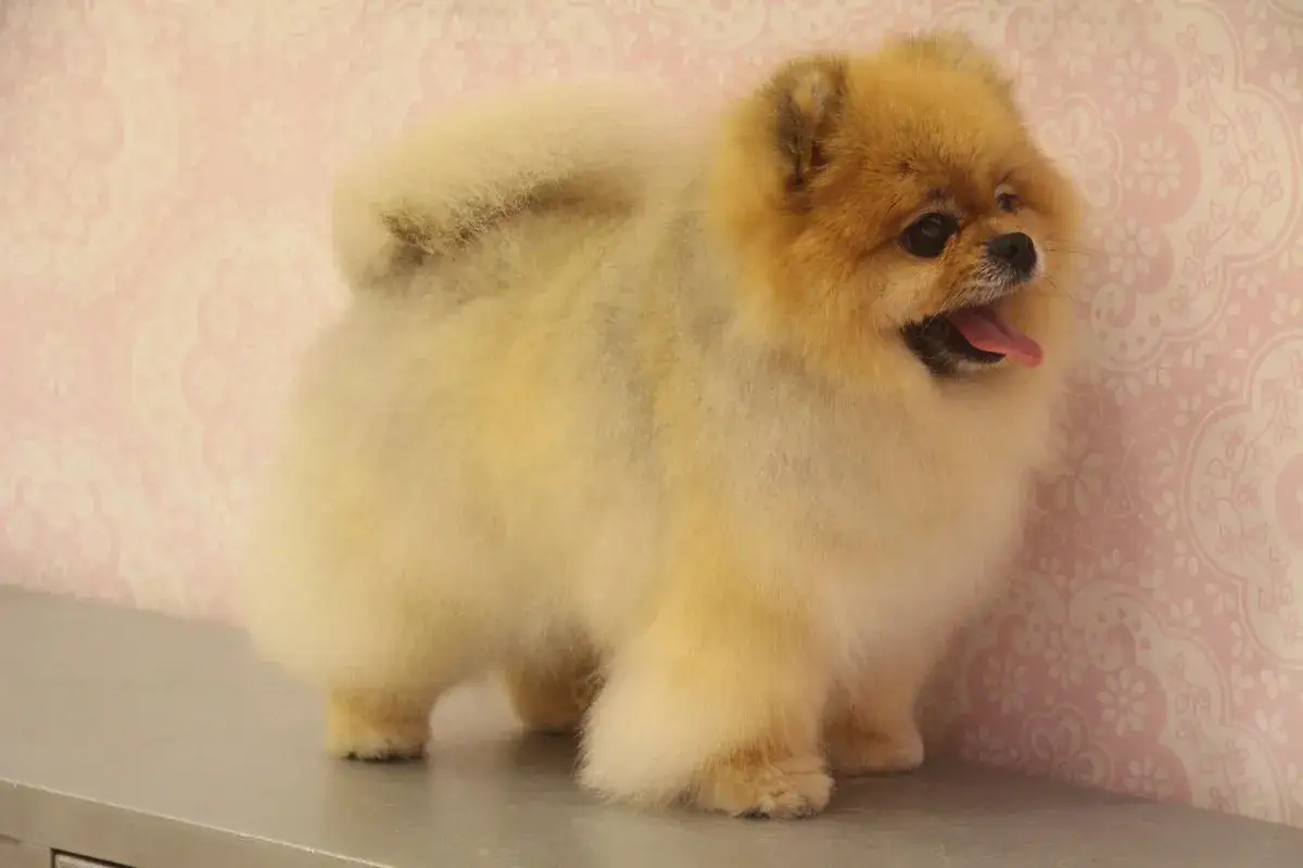 Pomeranian sierść czy włosy? Odkryj, co musisz wiedzieć o pielęgnacji