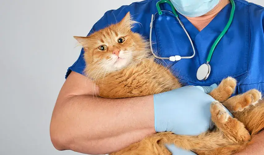 Czy można wysterylizować kotkę w ciąży? Ryzyko i alternatywy